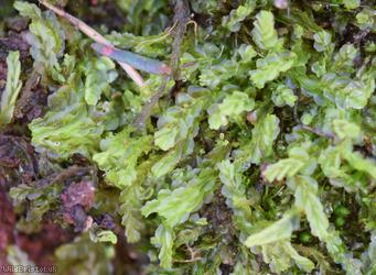 Variable-leaved Crestwort