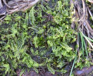 Variable-leaved Crestwort