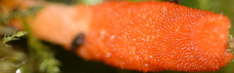 Scarlet Caterpillarclub