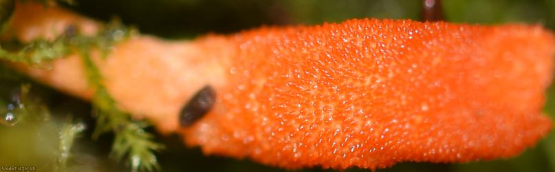 Scarlet Caterpillarclub