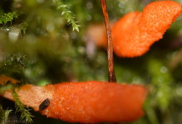 Scarlet Caterpillarclub