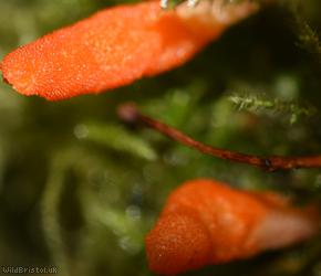 Scarlet Caterpillarclub