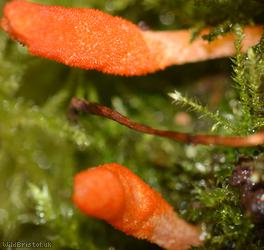 Scarlet Caterpillarclub