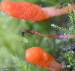 image for Scarlet Caterpillarclub