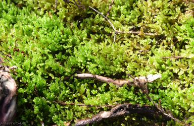 Great Plait-moss