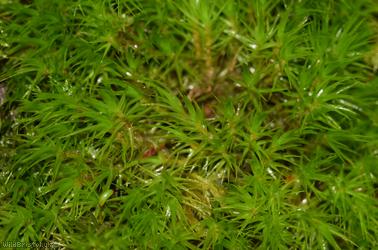 image for Broom Fork-moss