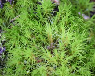 Broom Fork-moss