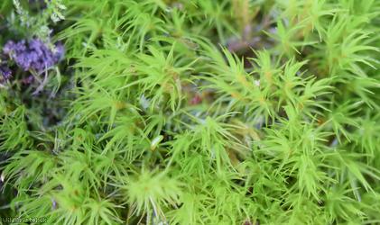 Broom Fork-moss