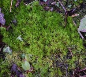 Broom Fork-moss