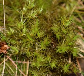 Broom Fork-moss