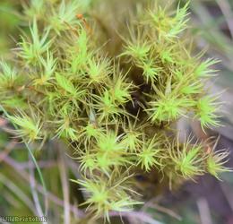 Broom Fork-moss