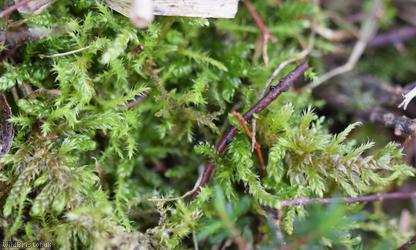 Heath Plait-moss