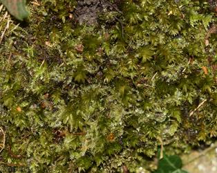 Swan's-neck Thyme-moss