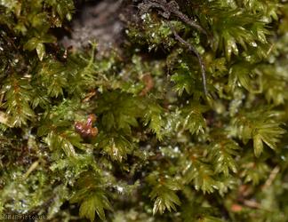 Swan's-neck Thyme-moss