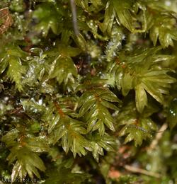 Swan's-neck Thyme-moss