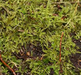 image for Hair-pointed Feather-moss