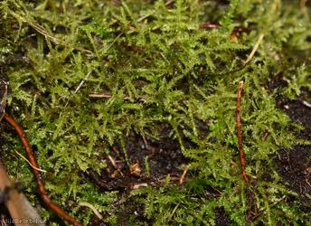 Hair-pointed Feather-moss