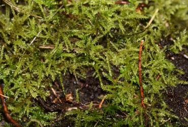 Hair-pointed Feather-moss
