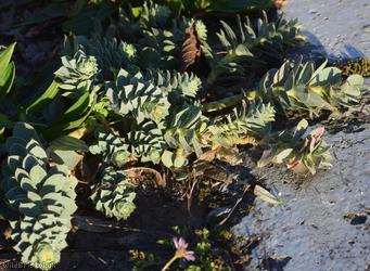Glaucous-spurge