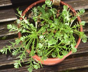 Shepherd's-purse type 62