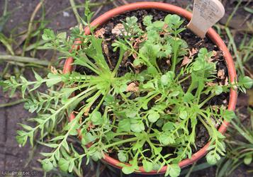 Shepherd's-purse type 62