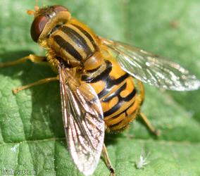 Tuberculate Stripe-back