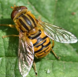 Tuberculate Stripe-back