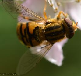 Tuberculate Stripe-back