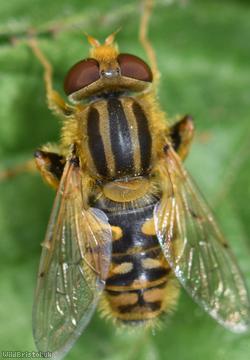 Tuberculate Stripe-back