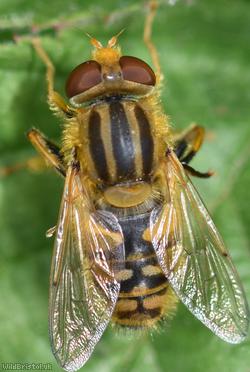 Tuberculate Stripe-back
