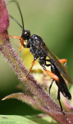 Ichneumoninae Unidentified
