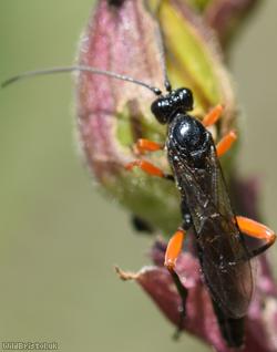 Ichneumoninae Unidentified
