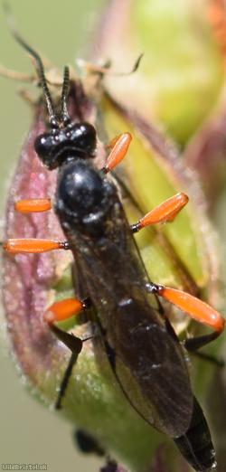 Ichneumoninae Unidentified