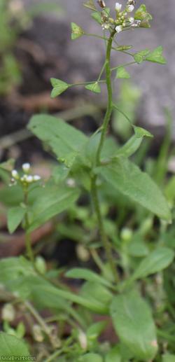 image for Shepherd's-purse type 68