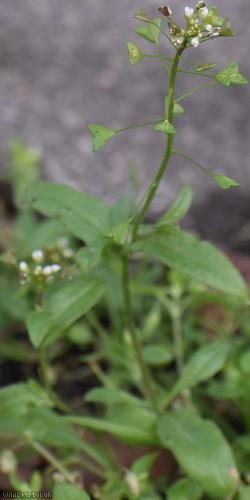 Shepherd's-purse type 68
