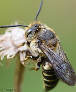 Shiny-vented Sharp-tail Bee
