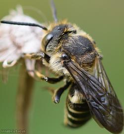 Shiny-vented Sharp-tail Bee