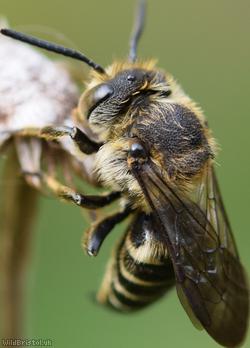 Shiny-vented Sharp-tail Bee
