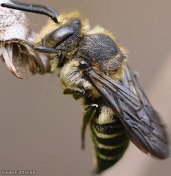 Shiny-vented Sharp-tail Bee