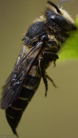 Shiny-vented Sharp-tail Bee