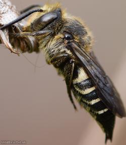 Shiny-vented Sharp-tail Bee