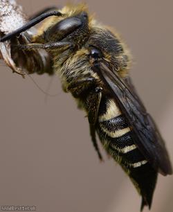 Shiny-vented Sharp-tail Bee