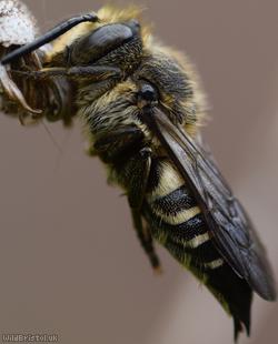 Shiny-vented Sharp-tail Bee