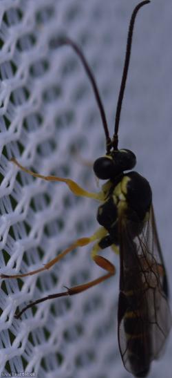 Diplazontinae Unidentified 1