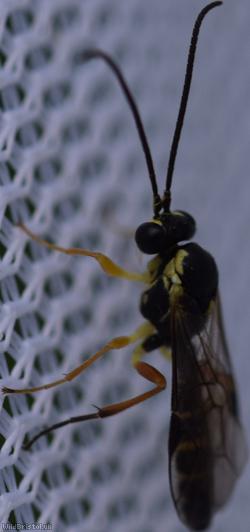 Diplazontinae Unidentified 1