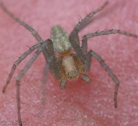 Philodromus albidus