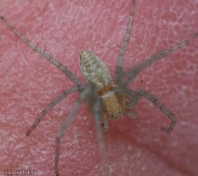 Philodromus albidus