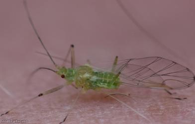 Sycamore Aphid