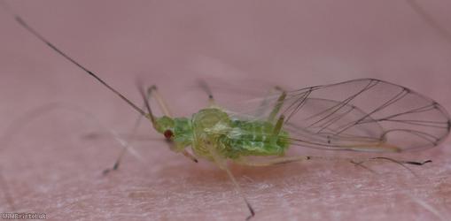 Sycamore Aphid