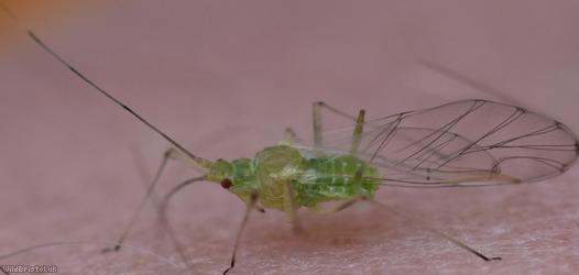 Sycamore Aphid